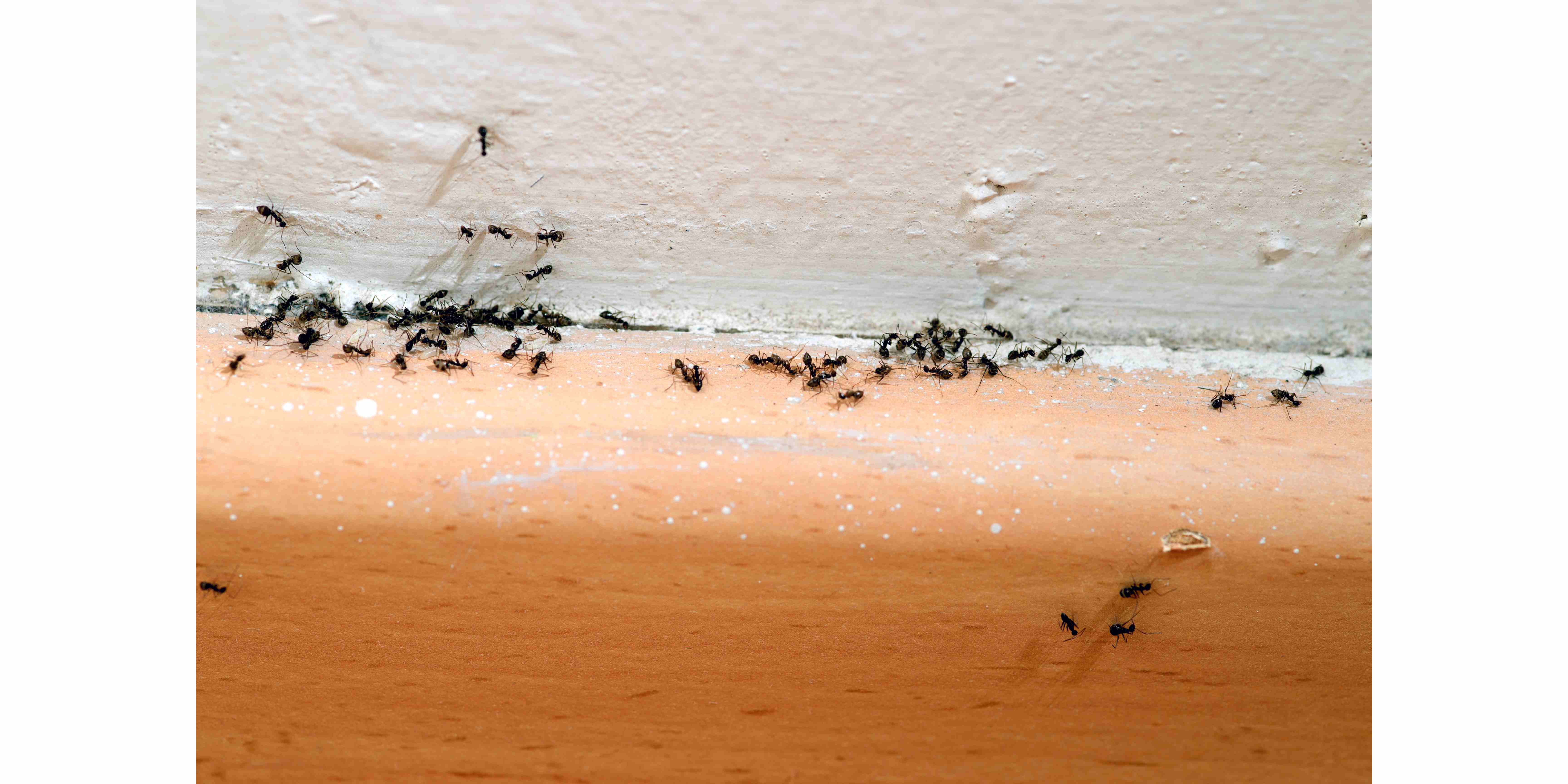 How to Get Rid of Ants