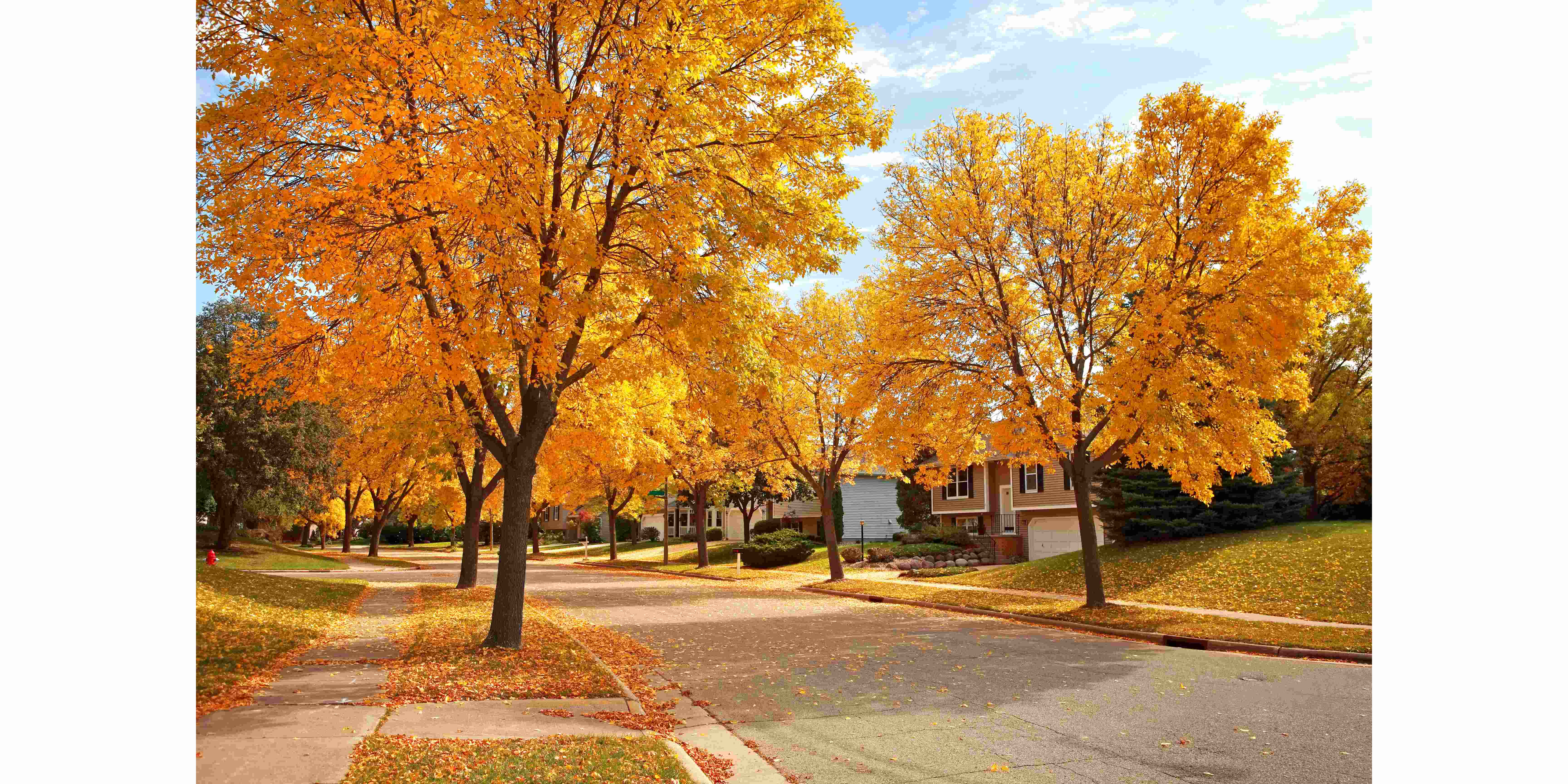 residential neighborhood in fall